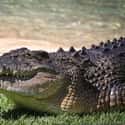 Saltwater Crocodile on Random Deadly Animals That Prove Australia Is Scariest Place On Earth