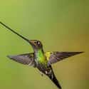 Sword-billed Hummingbird on Random Weirdest And Scariest Bird Beaks