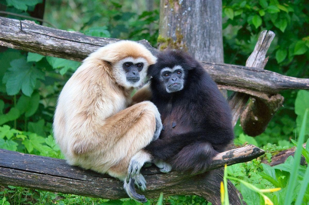 Monogamous Animals List of Animals That Mate For Life