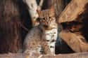 Rusty-spotted Cat on Random Wild Dog And Cat Species That Are Amazingly Rare