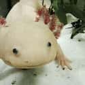 Axolotl on Random Animals Can Survive Being Eaten Alive