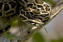 Burmese Python on Random Wild Animals That Cause Serious Problems In Florida