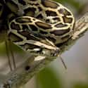 Burmese Python on Random Wild Animals That Cause Serious Problems In Florida