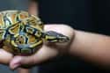 Ball python on Random Weirdest Animals You Can Legally Own In US