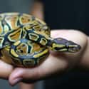 Ball python on Random Weirdest Animals You Can Legally Own In US