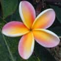 Plumeria on Random Best Flowers to Give a Woman