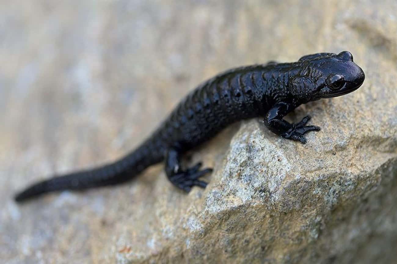 Alpine Salamander - 1,095 Days (36 Months)