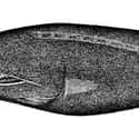 Flabby whalefish on Random Gnarly Creatures That Have Adapted To Life On Ocean Floor