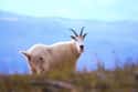Mountain goat on Random Coolest Animals That Live In Tundra