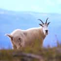 Mountain goat on Random Coolest Animals That Live In Tundra