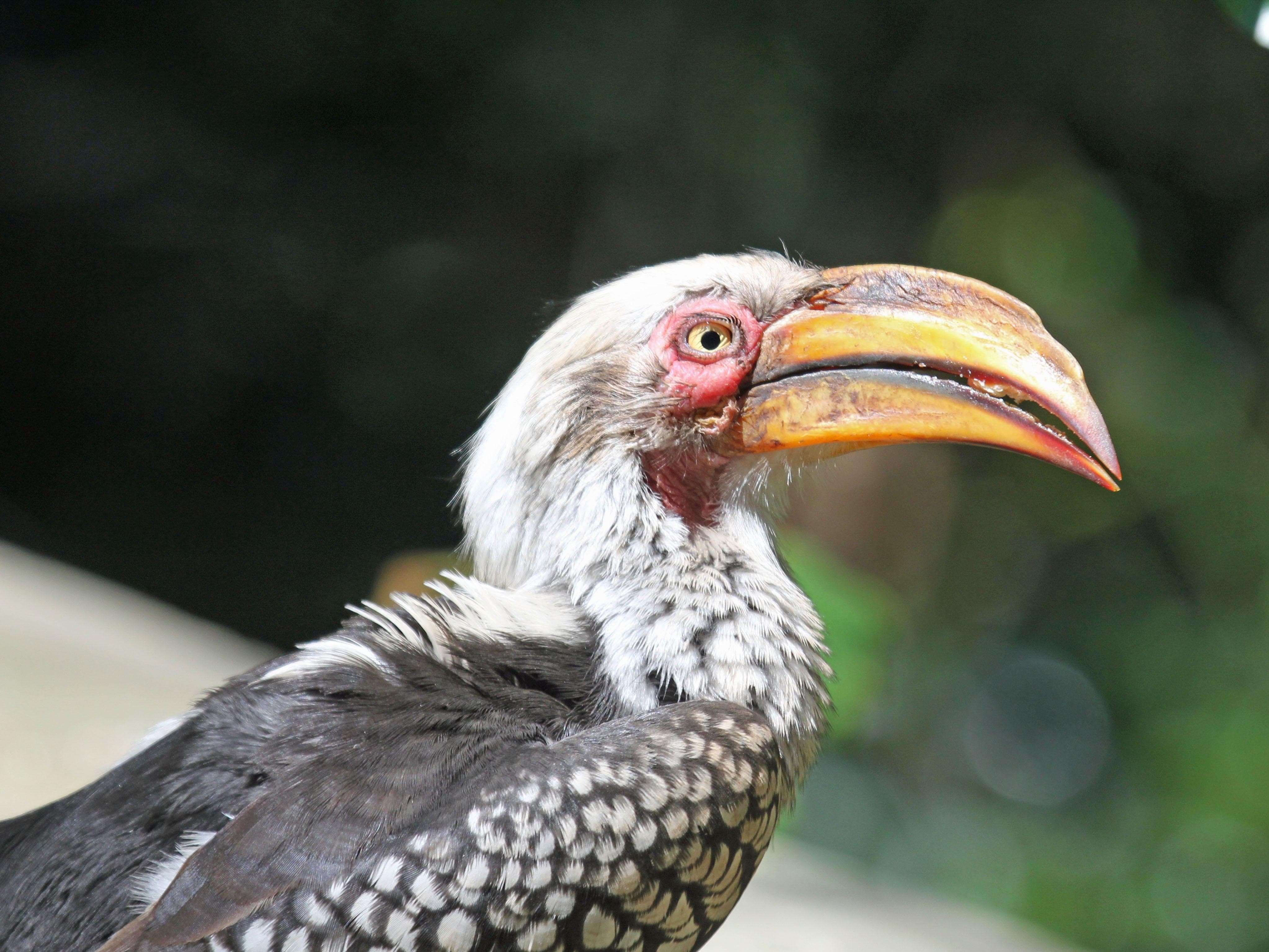 The 17 Weirdest And Scariest Bird Beaks