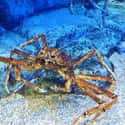 Japanese spider crab on Random Gnarly Creatures That Have Adapted To Life On Ocean Floor