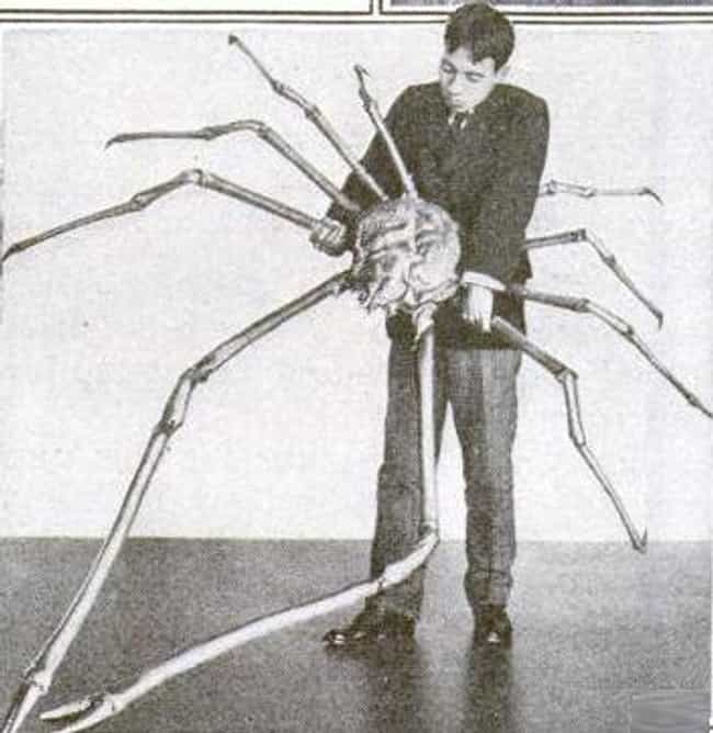 This Japanese Spider Crab's Legs Are 12 Feet Long