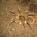 Goliath birdeater on Random Most Terrifying Creatures Found In Amazon River
