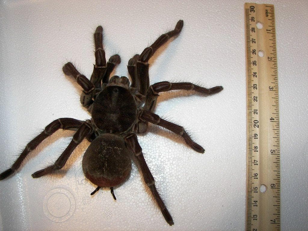 Random Biggest Spiders In World