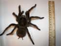 Goliath birdeater on Random Biggest Spiders In World