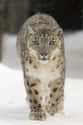Snow Leopard on Random World's Most Beautiful Animals