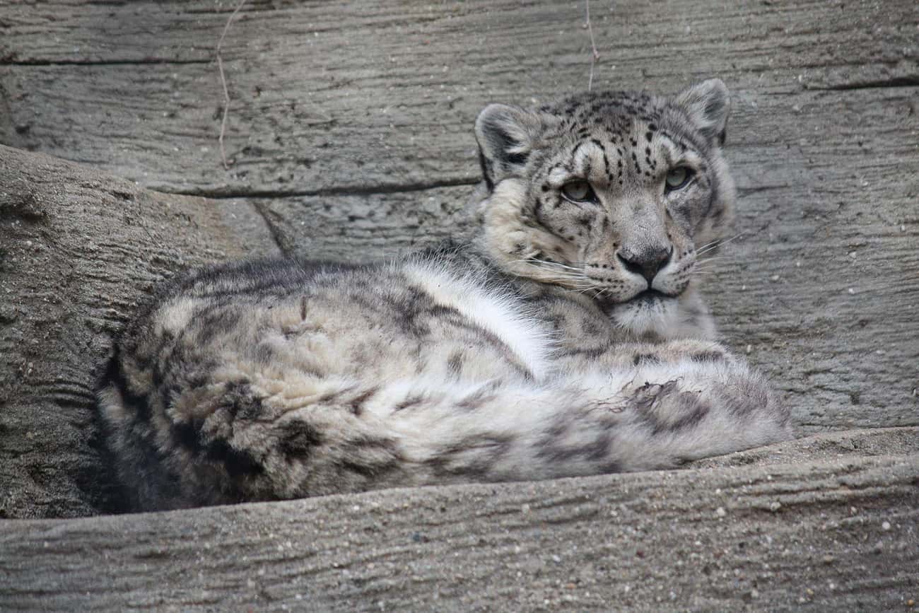 A snow leopard uses its long, thick tail not only for balance, but also to store fat and as a blanket to protect its face while asleep.