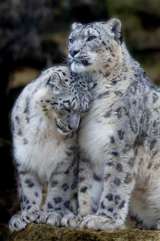 fat snow leopard