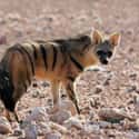 Aardwolf on Random Cute, Bizarre, And Downright Weird Creatures You Probably Didn't Know Existed