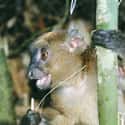 Greater Bamboo Lemur on Random Animals are Fewer Than 100 In Entire World