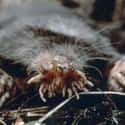 Star-nosed mole on Random Cute, Bizarre, And Downright Weird Creatures You Probably Didn't Know Existed