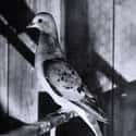 Passenger Pigeon on Random Extinct Species You Would Bring Back From Dead