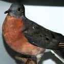 Passenger Pigeon on Random Animals American Settlers Would Have Seen