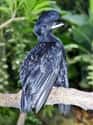 Long-wattled Umbrellabird on Random Most Interesting Birds on Earth