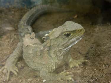 At 111, A Tuatara Became A Fat is listed (or ranked) 5 on the list 11 Ancient Animals That Are Older Than Every Single Human On Earth