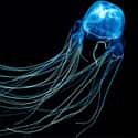 Box jellyfish on Random Most Poisonous Animals In World