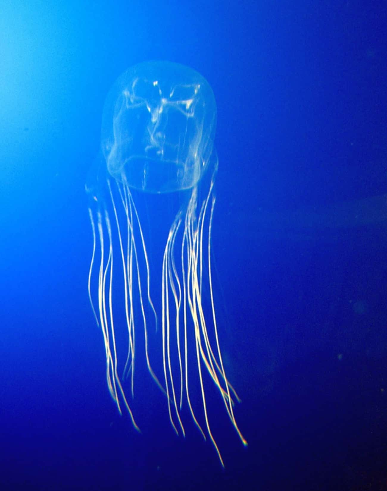 The Box Jellyfish Can Stop Your Heart