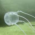 Box jellyfish on Random Horrifying Animals From Thailand