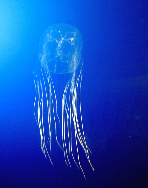 14 Deadly Australian Animals That Prove Nature Is Too Scary