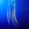 Box jellyfish on Random Deadly Animals That Prove Australia Is Scariest Place On Earth
