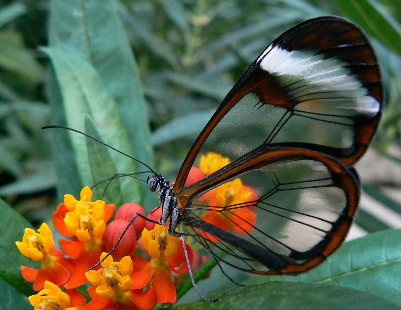 The Glasswinged Butterfly Has Nothing To Hide