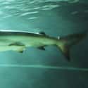 Bronze whaler on Random Scariest Types of Sharks in the World