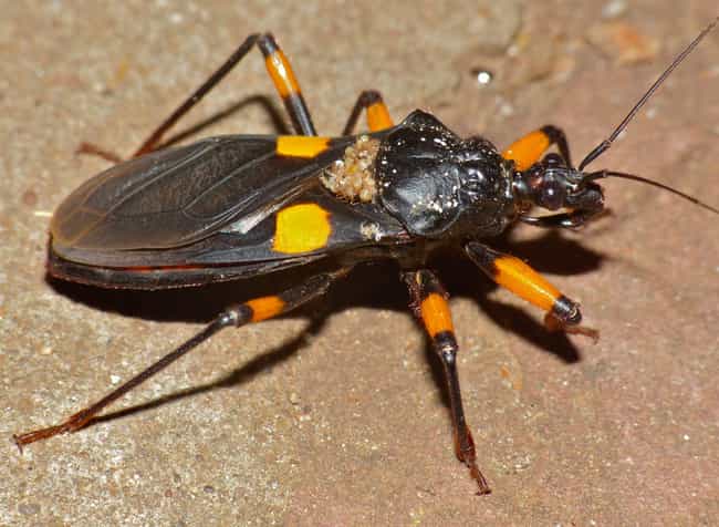 types of bugs