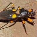 Platymeris biguttatus on Random Scariest Types of Insects in the World