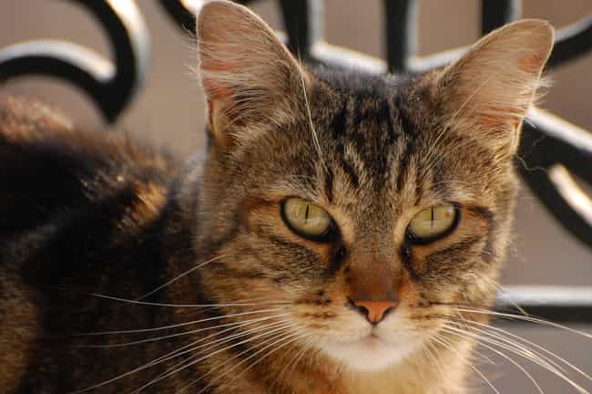 Best Short Hair Cat Breeds List Of Short Haired Cats