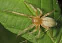 Yellow sac spider on Random Scariest Types of Spiders in the World