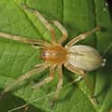 Yellow sac spider on Random Scariest Types of Spiders in the World