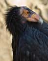 California Condor on Random Most Interesting Birds on Earth