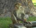Rhesus Macaque on Random Wild Animals That Cause Serious Problems In Florida