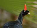 Horned Guan on Random Funniest Bird Names to Say Out Loud