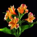 Alstroemeria psittacina on Random Best Flowers to Give a Woman