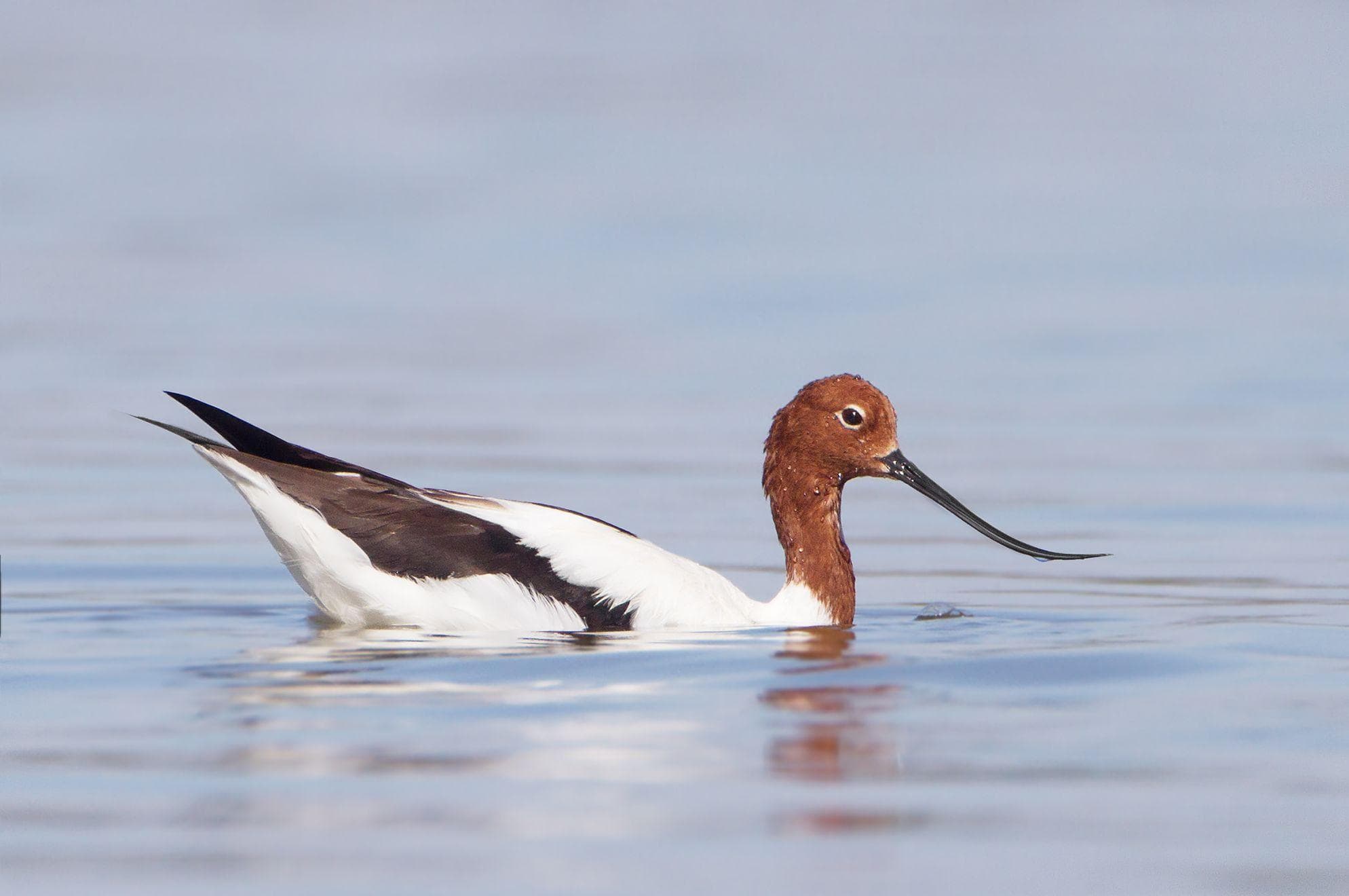 17 Birds That Have Truly Weird Beaks (Photos)