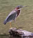 Green Heron on Random Crazy Moves That Animals Really Use to Hunt Prey