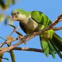 Monk Parakeet on Random Wild Animals That Cause Serious Problems In Florida