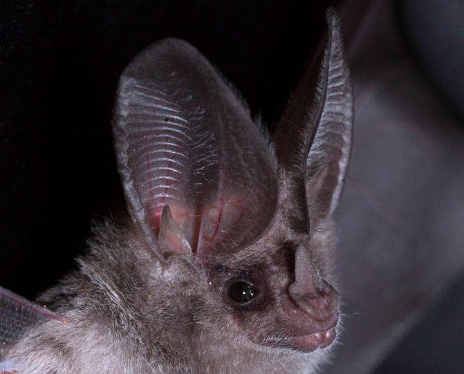 12 Animals With The Biggest Ears